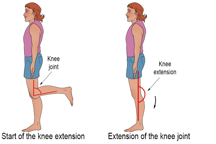 The knee joint extension occurs after you have a knee flexion has occurred and you extend your leg to the anatomical position. Knee extension occurs because there is an increase in angle between calf and thigh.